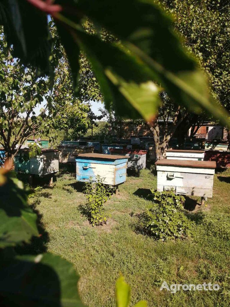 I will sell bee packages, Poltava region