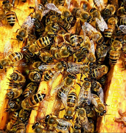 I will sell bee colonies, bee packages