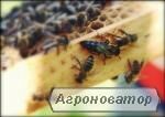 Carpathian breed bees for 2022