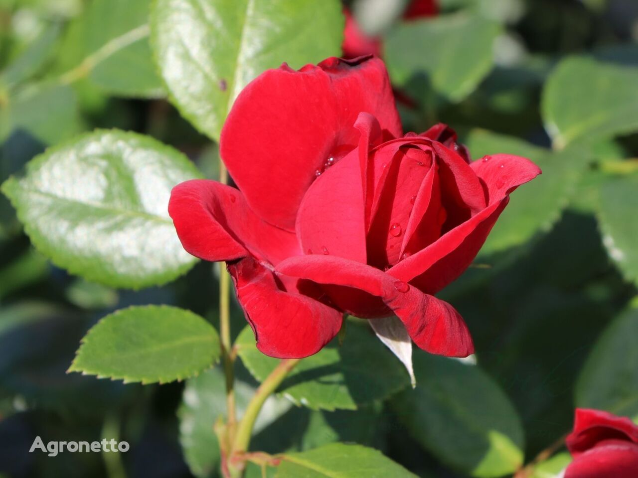 Róża Ulmer Münster® flower seedling