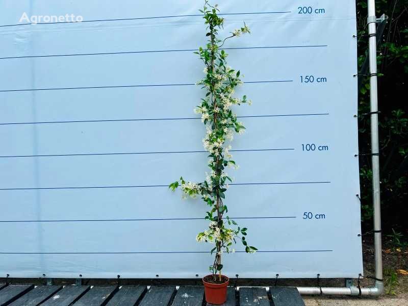 4x toscaanse jasmijn 180/200 cm ornamental shrub