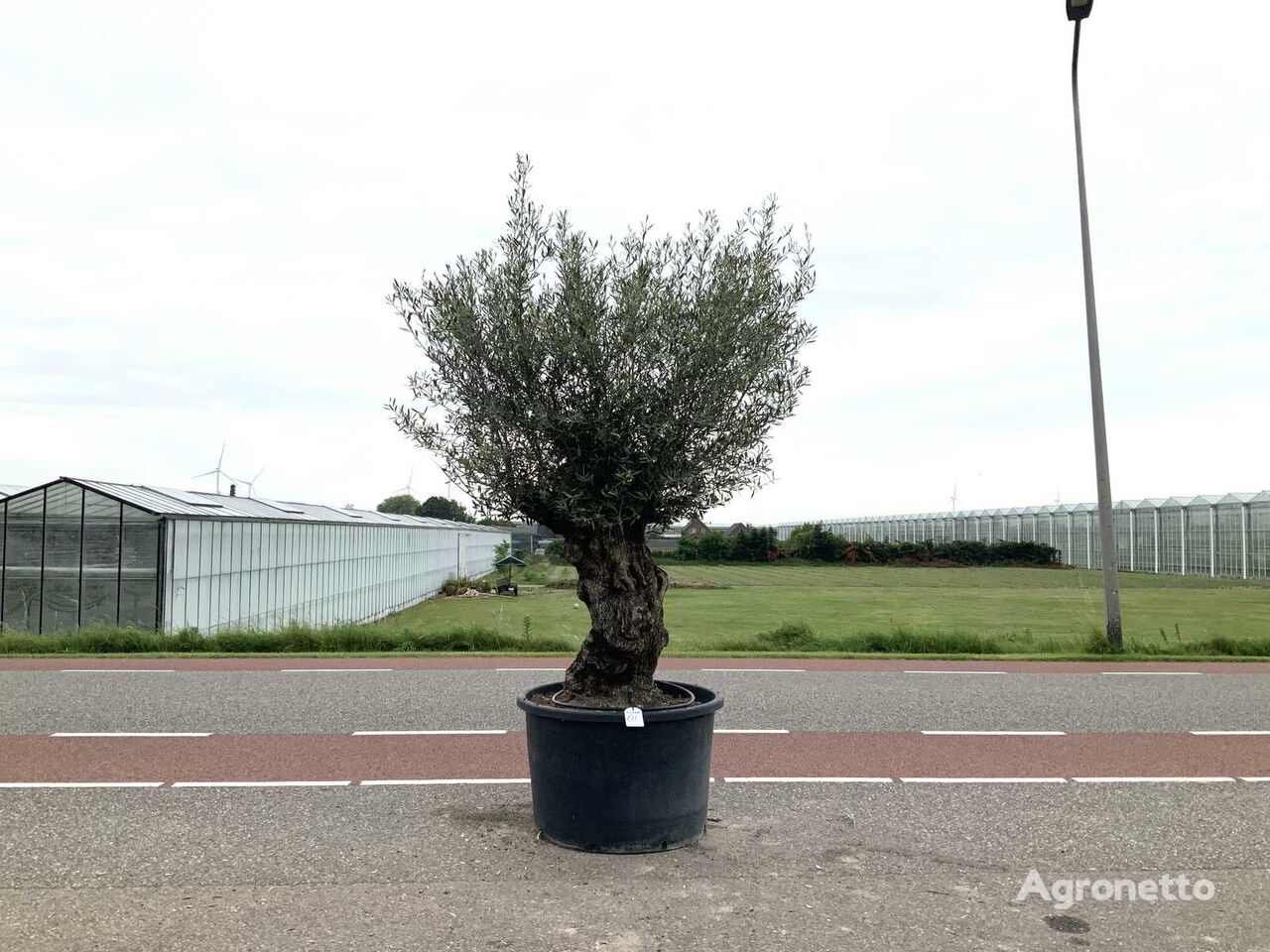 olijfboom (Olea Europaea Lessini) ornamental shrub