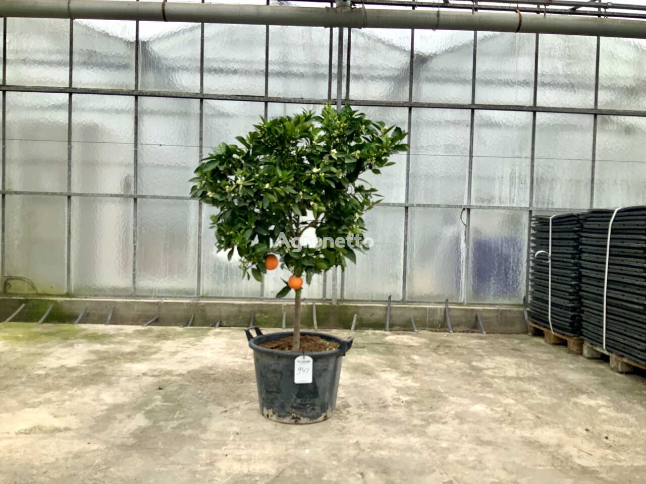 sinaasappelboom (Citrus Sinensis) ornamental shrub