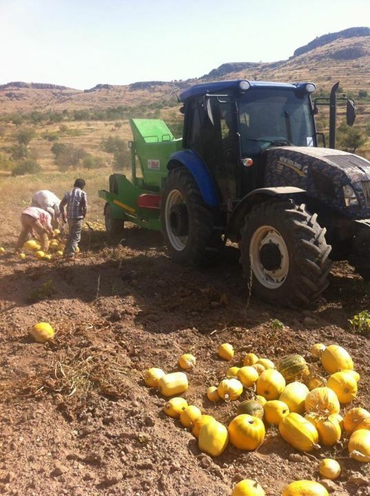 new Özkan Tarım Makina DKM pumpkin harvester